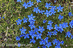 Photo: Enzian Blumenpolster