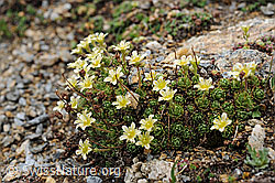 Photo: Flachblättriger Steinbrech