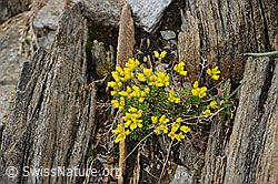 Photo: Immergrünes Felsenblümchen in Felsspalte