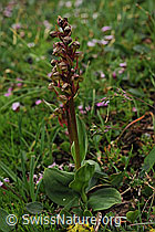 Photo: Grüne Hohlzunge (Coeloglossum viride)