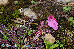 Photo: Kerners Läusekraut (Pedicularis kerneri)