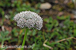 Foto: Zwerg-Mutterwurz (Ligusticum mutellinoides)