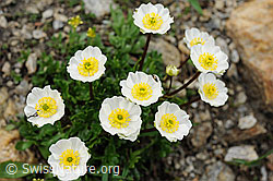 F077443: Alpen-Hahnenfuss