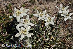 Photo: Edelweiss Gruppe