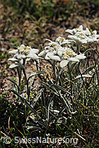 Photo: Mehrere Edelweiss