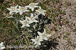 F077459: Gruppe Edelweiss