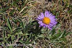 Foto: Alpen-Aster