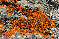 Foto: Flechte auf Fels