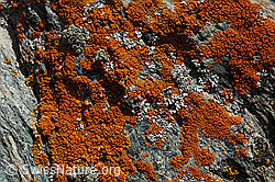 Foto: Schmallappige Gelbflechte