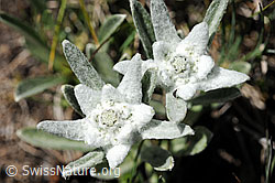 F078500: Edelweiss, Blüten