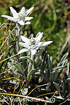 F078503: Alpen-Edelweiss, ganze Pflanze
