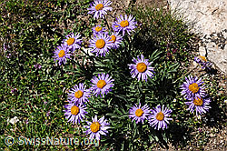 Foto: Alpen-Aster