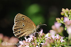 Brauner Waldvogel (Aphantopus hyperantus)