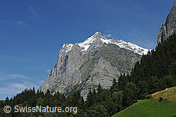 F078834: Wetterhorn von Grindelwald