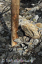 F078864: Naturgewalt Murgang