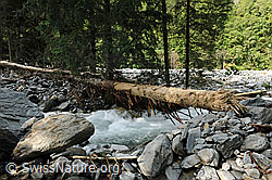 F078867: Geschiebe in der Aare