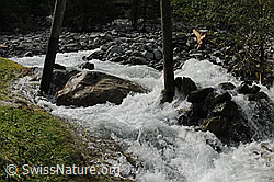 F078896: Naturgewalt