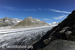 F079377: Aletschgletscher von Platta