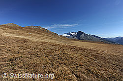 F080311: Weite, herbstliche Alweide