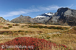 Foto: Vegetation in den Herbstfarben am Simplon