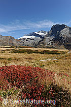 Foto: Vegetation in den Herbstfarben