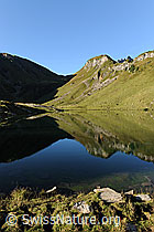 F080620: Sulsseewli mit Spiegelung