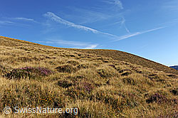 F080630: Hügelige, herbstliche Alpweide an der Sulegg