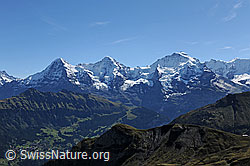F080659: Eiger, Mönch und Jungfrau von der Sulegg