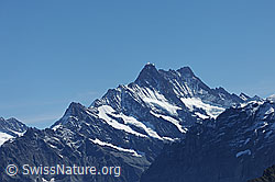 F080671: Schreckhorn und Lauteraarhorn von der Sulegg