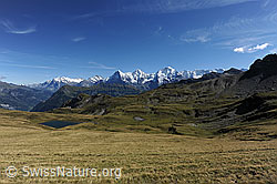 F080694: Herbstliche Alpweide und Berner Alpen