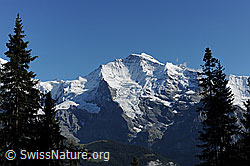 Foto: Jungfrau im Herbst