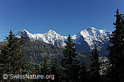 F080742: Dreigestirn Eiger, Mönch, Jungfrau