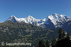 F080744: Tschuggen vor Eiger, Mönch, Jungfrau