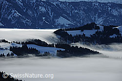 F081859: Stimmungsbild Nebelmeer