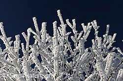 F082083: Dicker Raureif an Ästen