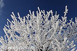 F082087: Äste mit starkem Raureif