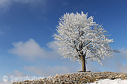 F082094: Baum mit Raureif auf Hügel