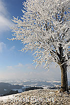 F082110: Dicker Raureif an Ästen einer jungen Linde