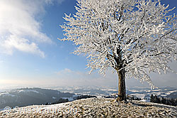 F082114: Starker Frost (Raureif) an Baum