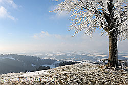 F082116: Emmentaler Hügel mit Baum
