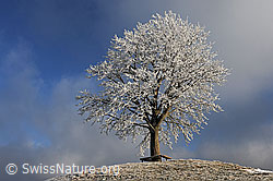 F082118: Raureif an Baum auf Hügel
