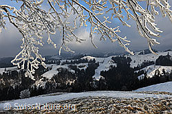 F082122: Mit Raureif überzogene Äste eines Baums