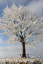 F082126: Mit Raureif belegter Baum auf Hügel im Emmental