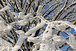 F082132: Dicker Raureif an den Ästen einer Linde