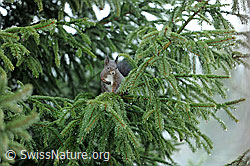 Eichhörnchen (Sciurus vulgaris) (F083152) Eichhörnchen (Sciurus vulgaris) (F083152)