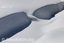 F083254: Natürliches Kunstwerk im Schnee