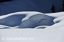 F083266: Wächte in unberührter Winterlandschaft