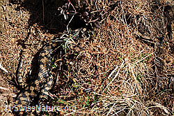 Foto: Gut getarnte Aspisviper (Vipera aspis)