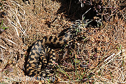 Foto: Aspisviper (Vipera aspis)