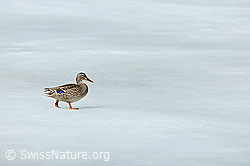 Photo: Wildente läuft über Eisfläche